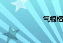 气根榕树（气根）