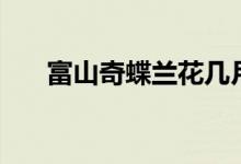 富山奇蝶兰花几月出花苞（富山奇蝶）