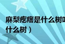 麻梨疙瘩是什么树叶子什么样子（麻梨疙瘩是什么树）