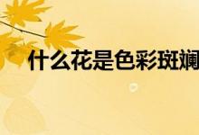 什么花是色彩斑斓的（花色斑斓的意思）