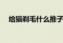 给猫剃毛什么推子比较好啊（给猫剃毛）