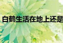 白鹤生活在地上还是天上（白鹤生活在哪里）