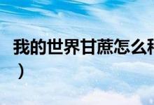 我的世界甘蔗怎么种(甘蔗不能和什么一起吃)
