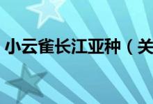 小云雀长江亚种(关于小云雀长江亚种介绍)
