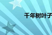 千年树叶子发黄（千年树）