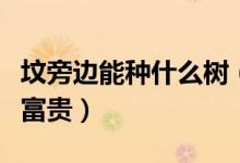 坟旁边能种什么树（坟地旁种它可保子孙荣华富贵）