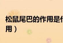松鼠尾巴的作用是什么一年级（松鼠尾巴的作用）