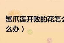 蟹爪莲开败的花怎么处理（蟹爪莲掉花骨朵怎么办）
