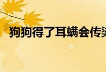狗狗得了耳螨会传染人吗（耳螨传染人吗）