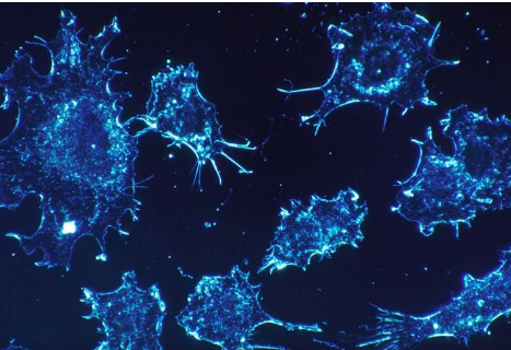 科学家设计新的癌症免疫疗法来训练免疫系统对抗癌症