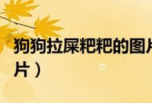 狗狗拉屎粑粑的图片（狗狗拉的粑粑正常的图片）