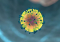 研究人员创建脂质组图 提供对免疫学的见解