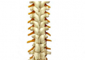 骨骼研究揭示脊柱手术后的并发症