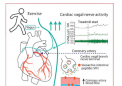 研究发现运动时迷走神经活跃
