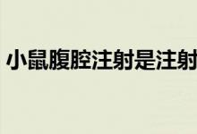 小鼠腹腔注射是注射到哪里（小鼠腹腔注射）