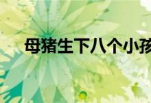 母猪生下八个小孩（母猪生下8个小孩）