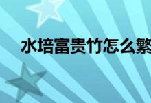 水培富贵竹怎么繁殖（富贵竹怎么繁殖）