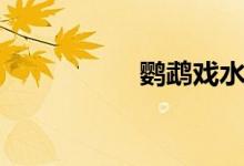 鹦鹉戏水（水水鹦鹉）