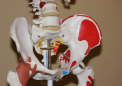 加拿大骨骼健康和骨折预防综合新指南
