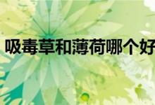 吸毒草和薄荷哪个好（吸毒草和薄荷的区别）