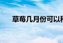 草莓几月份可以种（草莓几月份种植）