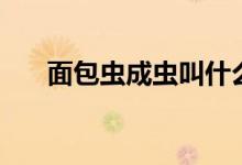 面包虫成虫叫什么名字（面包虫成虫）