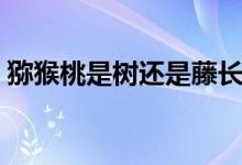 猕猴桃是树还是藤长的（猕猴桃是树还是藤）