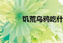 饥荒乌鸦吃什么（乌鸦吃什么）