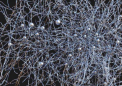 迄今为止最大的皮质神经元网络的研究概况