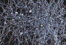 迄今为止最大的皮质神经元网络的研究概况