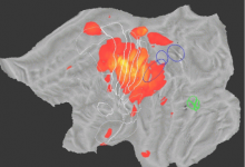 研究人员制作出令人惊叹的大脑体感处理 4D 图