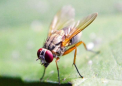 与果蝇作斗争有助于研究人员了解我们为什么会生气
