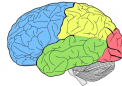 研究人员开发新的大脑网络建模工具以推进阿尔茨海默病研究