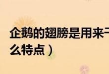 企鹅的翅膀是用来干什么的（企鹅的翅膀有什么特点）