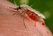 新肥皂可预防携带疟疾的蚊子