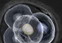 胚胎发育的实时成像可以为更有效的人类生殖疗法铺平道路