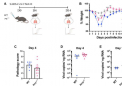 研究表明没有免疫细胞的小鼠没有表现出 SARS-CoV-2 症状