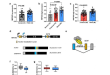 研究发现RBFOX2蛋白的缺失通过影响细胞骨架重塑促进胰腺癌转移
