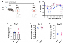 研究表明没有免疫细胞的小鼠没有表现出 SARS-CoV-2 症状