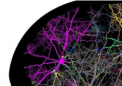 剖析兴奋性和抑制性神经元在 STXBP1 脑病中的作用