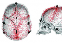 首次研究连接人类颅骨和大脑的微血管
