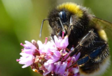 研究显示蜜蜂需要的食物比推荐的授粉植物早一个月