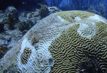 eDNA 方法可以实时了解珊瑚礁的健康状况