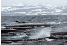 科学家发现世界上最难以捉摸的鲸鱼的惊人行为
