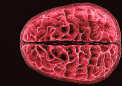 科学家首次显示月经期间大脑范围内的结构变化