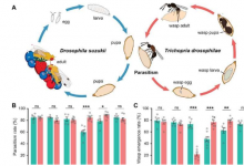 果蝇害虫与寄生黄蜂的进化匹配