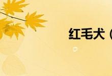 红毛犬（红毛qq秀）