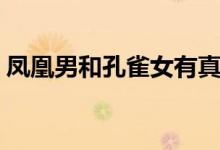 凤凰男和孔雀女有真爱吗（凤凰男和孔雀女）