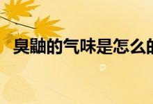 臭鼬的气味是怎么的（臭鼬的味道有多臭）