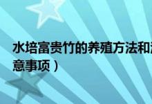 水培富贵竹的养殖方法和注意事项（富贵竹的养殖方法和注意事项）